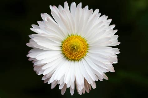 Close Up Of A White Daisy Flower Brilliant White Daisy 4k HD Wallpaper