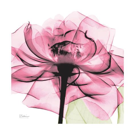 Rose Pink Pink Flower X Ray Photo Print Wall Art By Albert Koetsier