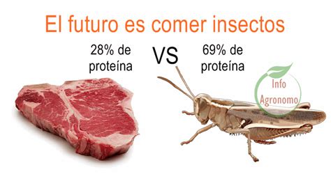 El Futuro Es Comer Insectos En 20 Años Desplazará A La Carne