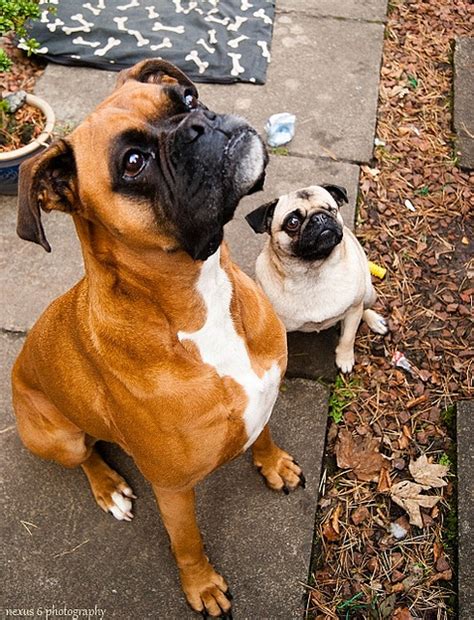 Our team has perused through over 1000 ads from reliable sources like the american kennel club and puppyfind to estimate the dog walking professionals like tamaria reddick suggest that boxers get plenty of exercise, as they are big, energetic dogs. PugPugPug.com | Can a boxer puppy and a pug puppy grow up ...