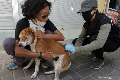 Kementan Turunkan Kasus Rabies Di Bali Berkat Vaksinasi Massal Companies House Indonesia