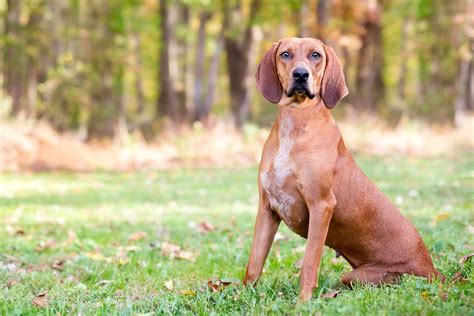 Redbone Coonhound Dog Breed Information And Characteristics
