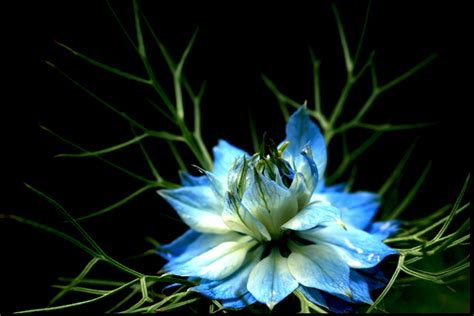 Blue Green Flower By Crisiscorps On Deviantart