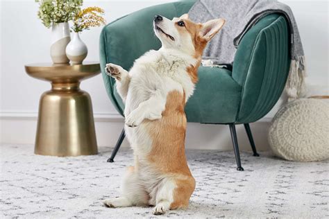 10 Easy And Fun Dog Tricks To Train Your Dog