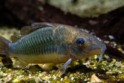How Long Do Cory Catfish Live Lifespan By Species Avid Aquarist