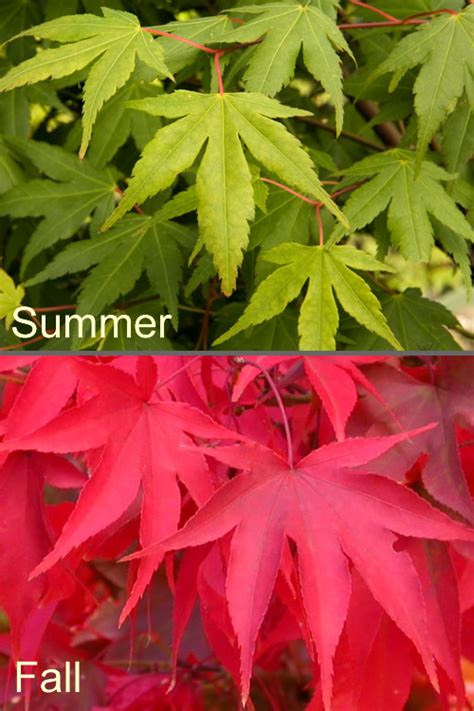 Free shipping on all orders over $199. Buy Osakazuki Japanese Maple Trees For Sale Online From ...