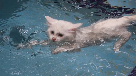 And there are others that swim to get healthy. 15 Facts About Cats That Will Make You Love Them Even More ...