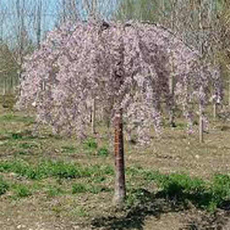 Once you've planted a black cherry, you shouldn't move it because this will damage the shallow taproots. OnlinePlantCenter 7 Gal. Pink Weeping Cherry Tree-P006G7 ...