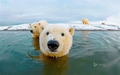 Polar Bears Arctic National Wildlife Refuge Alaska Polar Bears