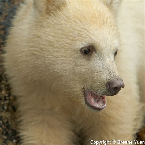 White Kermode Spirit Bear Cub Portrait North American Canadian Wildlife British Columbia