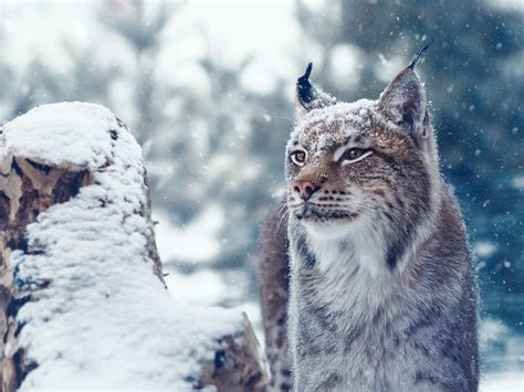 62162 Lynx Hd Big Cat Predator Animal Wildlife Rare Gallery Hd