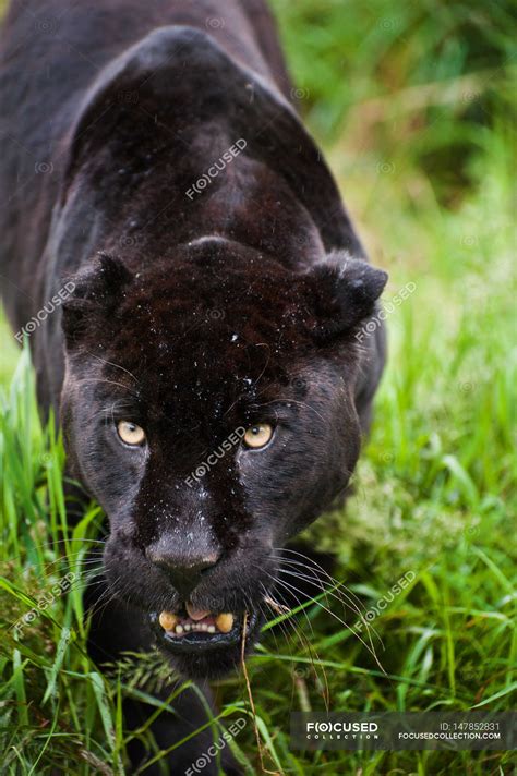 Black Jaguar Panthera Onca Prowling — Endangered Environment Stock