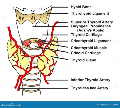 Thyroid Gland Anatomy Infographic Diagram Structure And Parts Stock