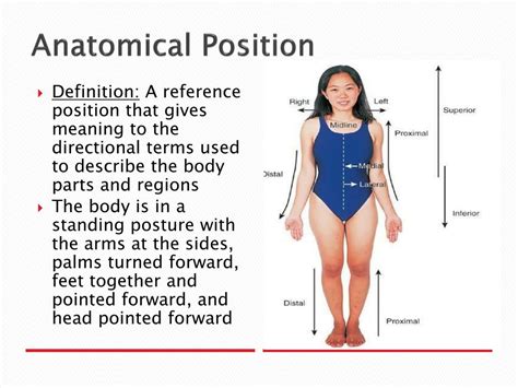 Label The Anatomical Directions