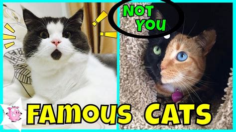 the most famous cats on the internet youtube