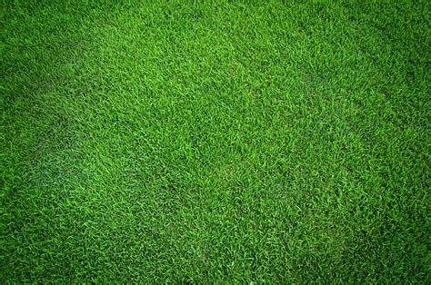 Lawn Spotlight Zoysia Grass In Georgia Proactive Pest Control