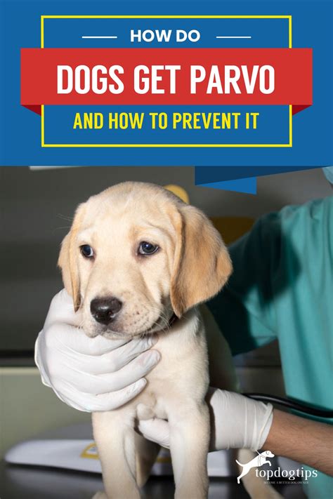 How Do Dogs Get Parvo And How To Prevent It