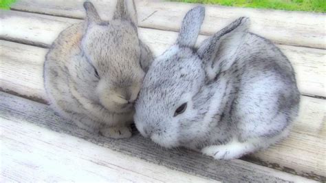 Very Cutest Baby Bunnies Funny Pets Sitting On The Bench
