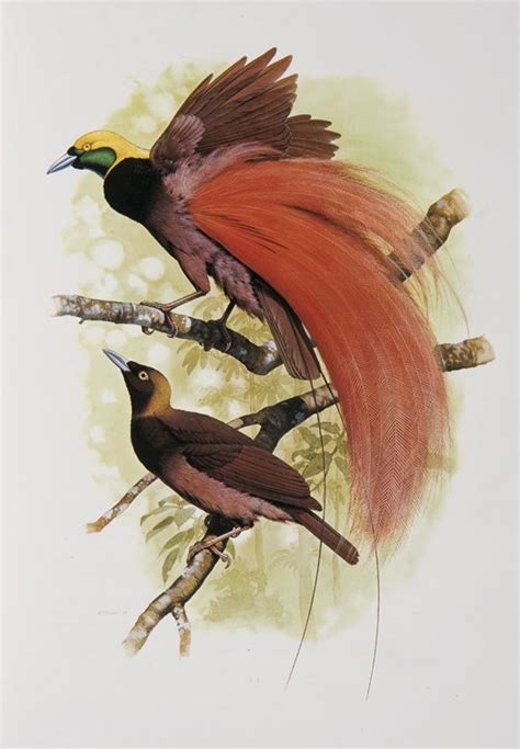 The bird of paradise is considered the queen of the indoor plant world. Raggiana Bird of Paradise - Australian Museum