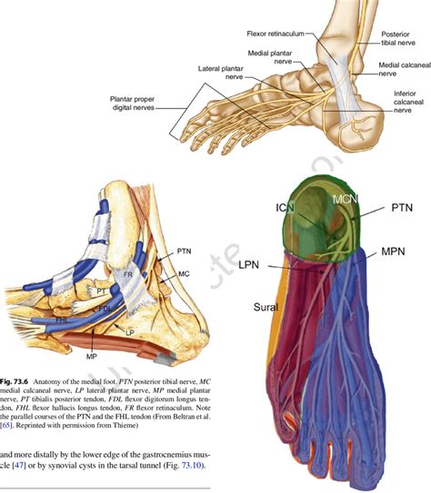 5 Anatomy Of The Distal Tibial Nerve And Its Branches Image By