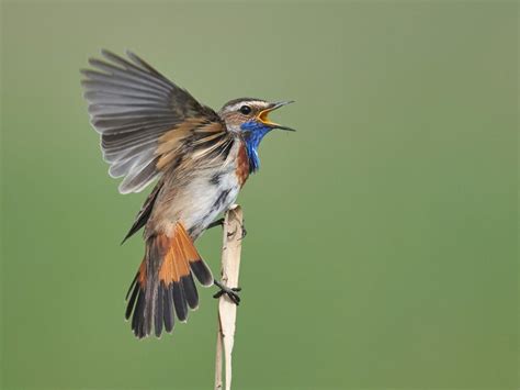 Bluethroat Bird Facts Luscinia Svecica Bird Fact