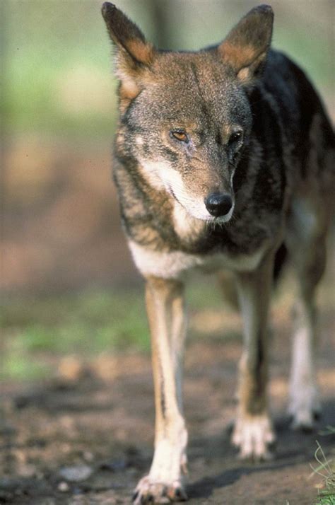 Red Wolf Canis Rufus 붉은늑대 Alligator River National Wildlife