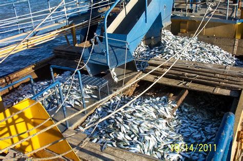 Menhaden Defenders: NJ fishing guide urges public to speak out against overfishing