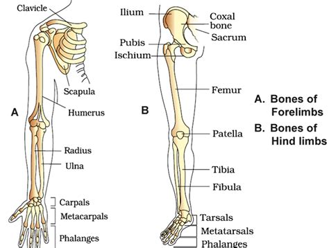 Locomotion And Movement Notes Class 11 Part 3 Human Skeletal System