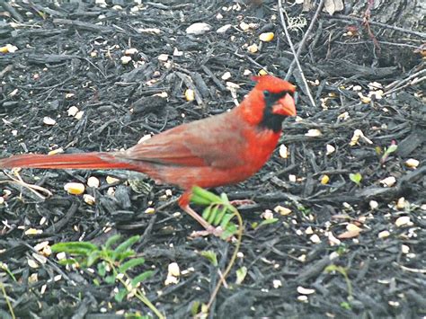Wildlife Photography Northern Cardinal Pair