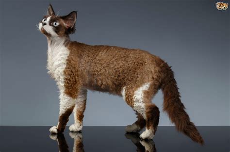 Devon Rex Cat Breed Facts Highlights And Buying Advice