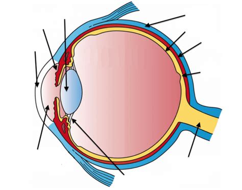 Equine Eye Anatomy Basic — Printable Worksheet