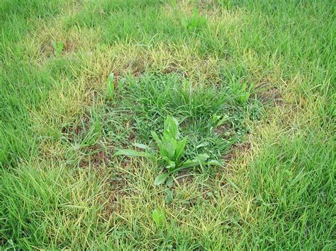 Common Causes Of Yellowing Lawn And Methods To Stop It Au