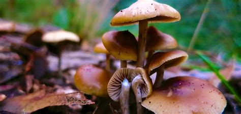 New Study Proves Magic Mushrooms Are The Safest Drug You Can Take