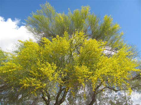 Palo Verde Blooms Beautiful But Bad News For Some With Allergies