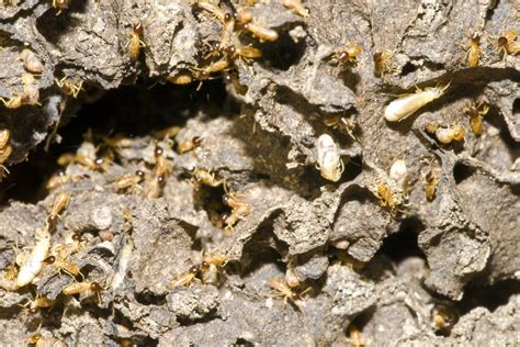 Are Termites Good For Soil Pest Wisdom