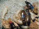 Pictures of Termites Study