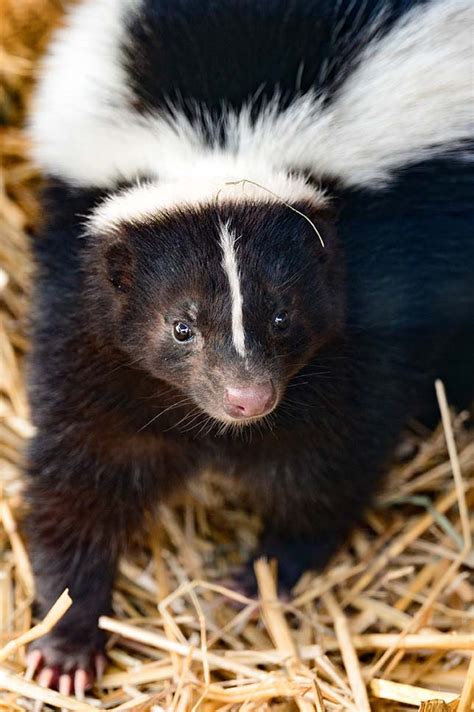 Interesting Facts About Skunks The Facts Vault