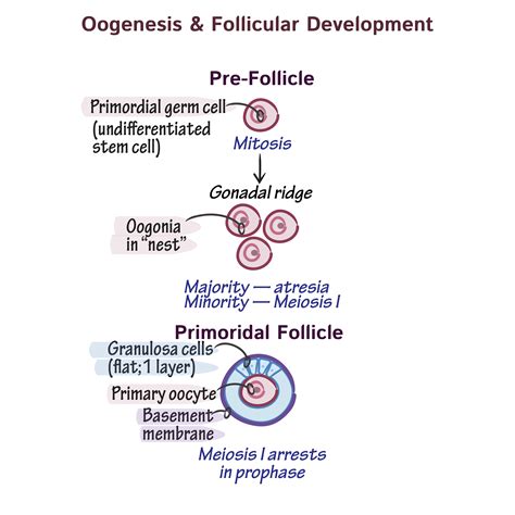 Physiology Glossary Oogenesis And Follicular Development Ditki Medical