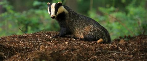 Stop The Badger Cull Coming To Derbyshire The Wildlife Trusts The