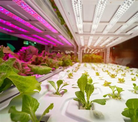 Led Plant Lighting Is Beneficial To Greenhouses But Standards Need To