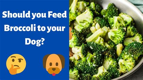 Can Dogs Eat Broccoli Should You Feed Your Dog Broccoli Youtube