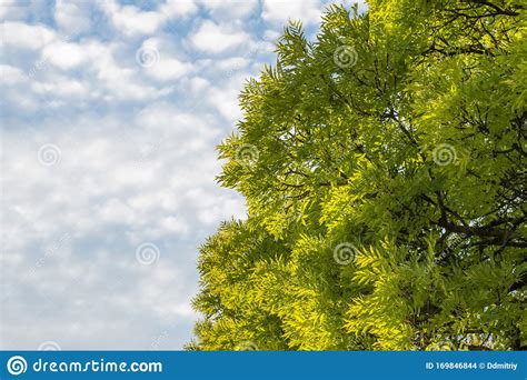 Green Ash Tree Branches On Sky With Clouds Background Stock Photo