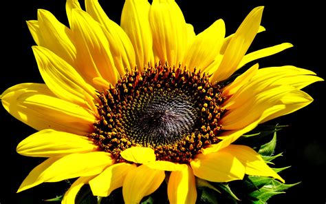 Sunflower Wallpaper Photos Cantik