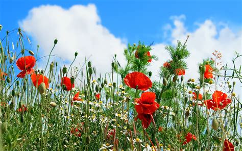 Round Red Flowers Poppies Field Flowers Nature Hd Wallpaper