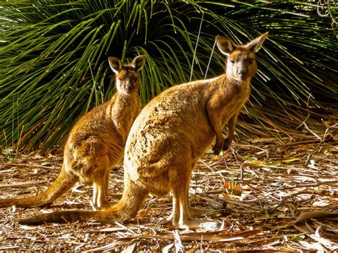 Best Time To See Baby Kangaroos Joeys In South Australia 2024