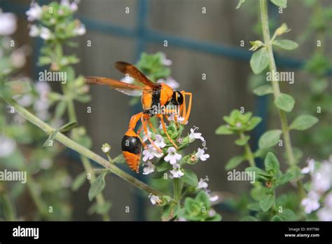 Orange Potter Wasp Eumenes Latreilli Stock Photo Alamy