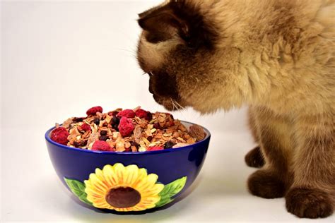 Can Cats Eat a Vegan Diet? | Cat Nutrition | Mad Paws Blog