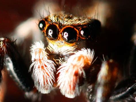 Beautiful Spider Pictures And Fun Facts Owlcation