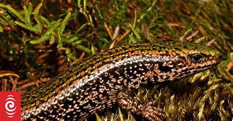 Critter Of The Week Southland Green Skink Rnz