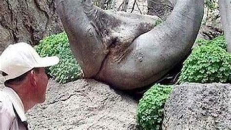 Tree Naked Legs Spread Prankk Daily Prank Videos Photos And Articles